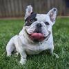 American Bully Stud 500