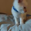 TCA registered Siamese kittens for adoption!