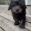 Shih Poo Puppy For Sale