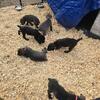 Cane Corso Puppies Born June 7th