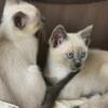 Beautiful Blue-eyed Siamese Kittens