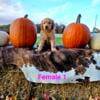 AKC Golden Retriever Puppies