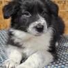 AKC Border Collie puppies