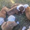 American bulldog puppies