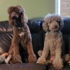 Akc standard poodle stud