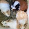 Baby Guinea Pigs