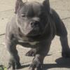 BEAUTIFUL AMERICAN MALE BULLY PUPPY LOOKING FOR A FOREVER HOME