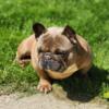 MALE FRENCH BULLDOG 2YRS OLD - STUD ONLY