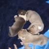 XL bully pitbull puppies 350