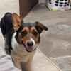 pembroke welsh corgi