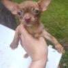 Chihuahua Girl Now Available