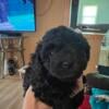 Toy poodles puppies ckc registered