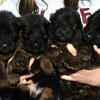 German shepherd puppies