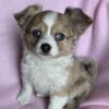 Pure bred Female Long Coat Chihuahua puppy