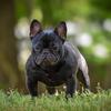AKC French Bulldog for stud