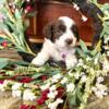 Australian shepherd puppies mixed with Aussiedoodle