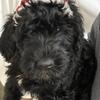 Whoodle puppy