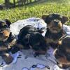 PURE BRED YORKSHIRE TERRIER PUPPIES