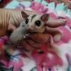 Sugar glider babys