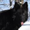Beautiful Long Coat Germen Shepherds (show line) imports. beautiful puppies for sale.