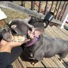 French Bulldog Puppies
