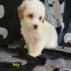 Red and white party mini toy poodle pup male kokomo ind