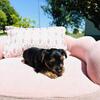 Female Yorkie puppies