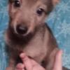 German Shepherd pups 8 weeks old