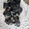 Miniature dachshund puppies