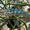 Ambilobe/Faly cross for the prettiest 5 month old baby panther chameleons anywhere!