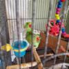 Indian Ringneck for sale one green