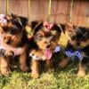 Mochi's Tiny Yorkies in Macomb, Michigan