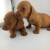 Miniature Dachshund puppies