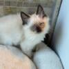 Tica seal mitted female