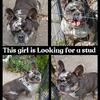 Looking for frenchie stud 