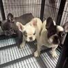World class genetics Grinch & Xb bloodline puppie(813)394-4559