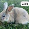 Mini Rex-Lop Rabbits 