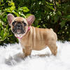 Purebred French Bulldog Puppies