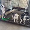 American bulldog puppies available