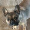 Female French bulldog 