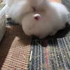 RABBITRY FOR SALE