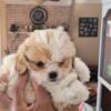 Shih Tzu  Female Puppy