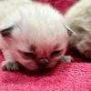 Himalayan kittens in Northeast Ohio