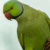 Beautiful green Indian Ringneck male