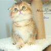 Scottish Fold Male kitten munchkin (Kilt non standard)