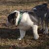 Akc Male English Bulldog for sale $500
