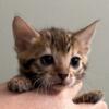 Bengal kittens available TICA registered