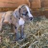 Merles and tan bully pups one appears to have blueish eyes