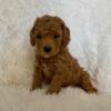 Toy Poodle Puppies Available