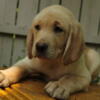 AKC Registered Yellow Labrador Puppies